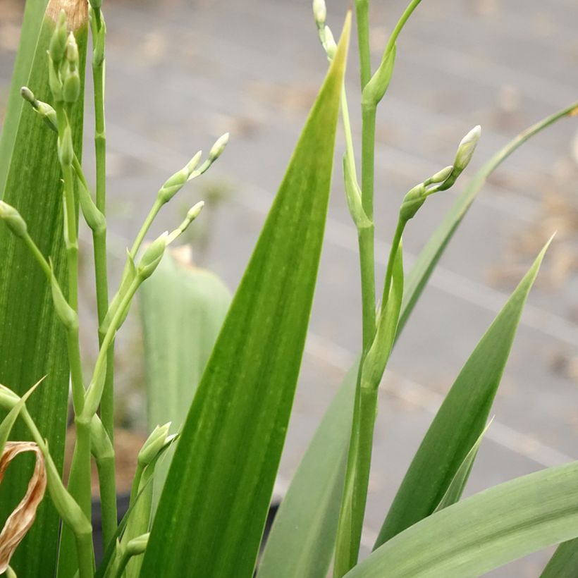 Iris japonica (Foliage)