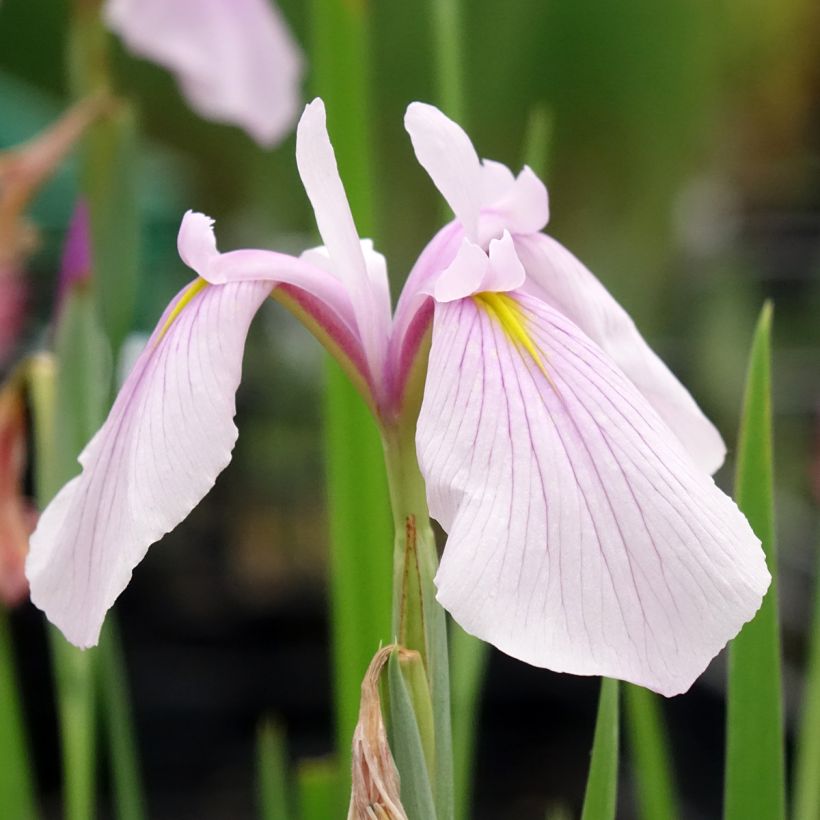 Iris laevigata Rose Queen - Water Iris (Flowering)