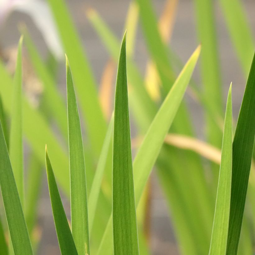 Iris laevigata Snowdrift - Water Iris (Foliage)