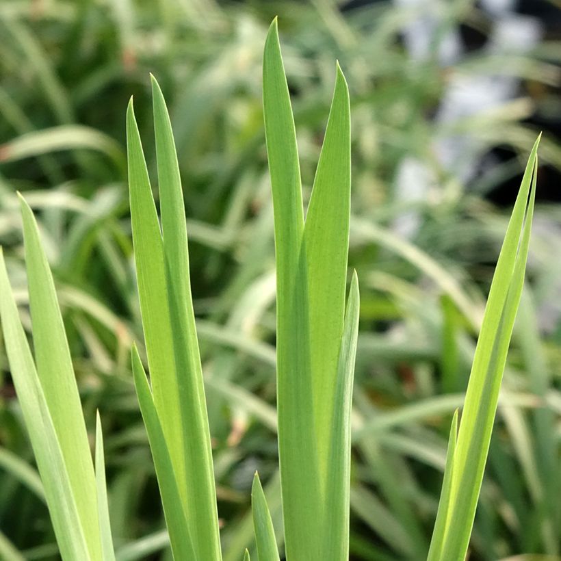 Iris laevigata Snowdrift - Water Iris (Foliage)