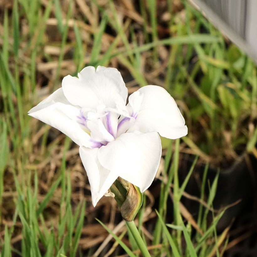 Iris laevigata Snowdrift - Water Iris (Flowering)