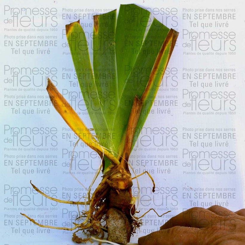 Example of Iris Orange Embers - Tall Bearded Iris Bare-root rhizome, size 10/15, premium quality specimen as delivered