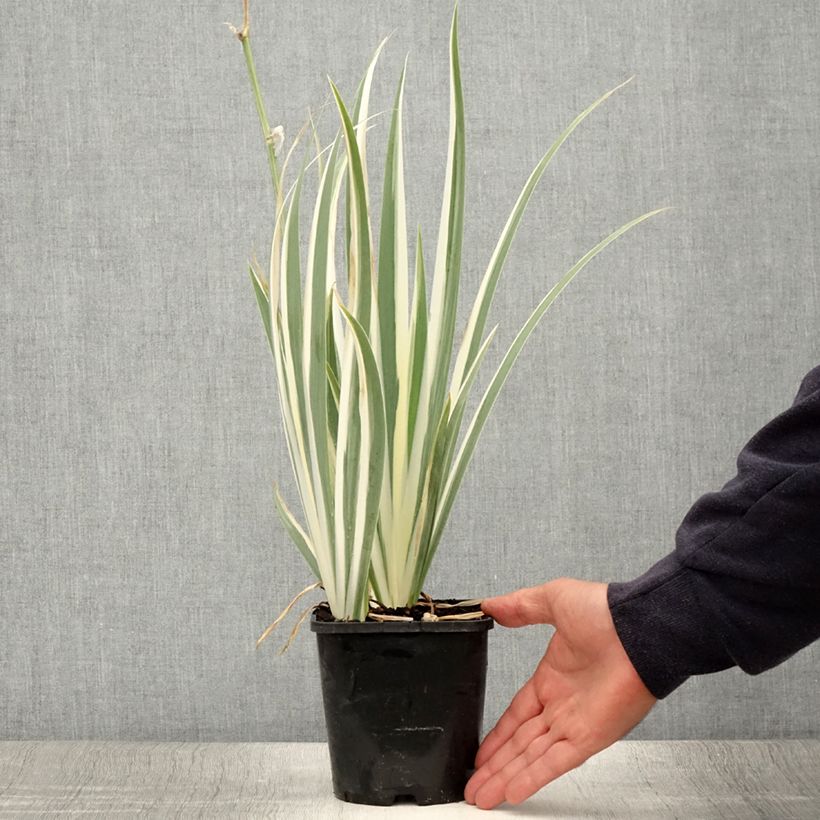 Iris pallida Variegata - Sweet Iris 1.5L/2L pot sample as delivered in summer