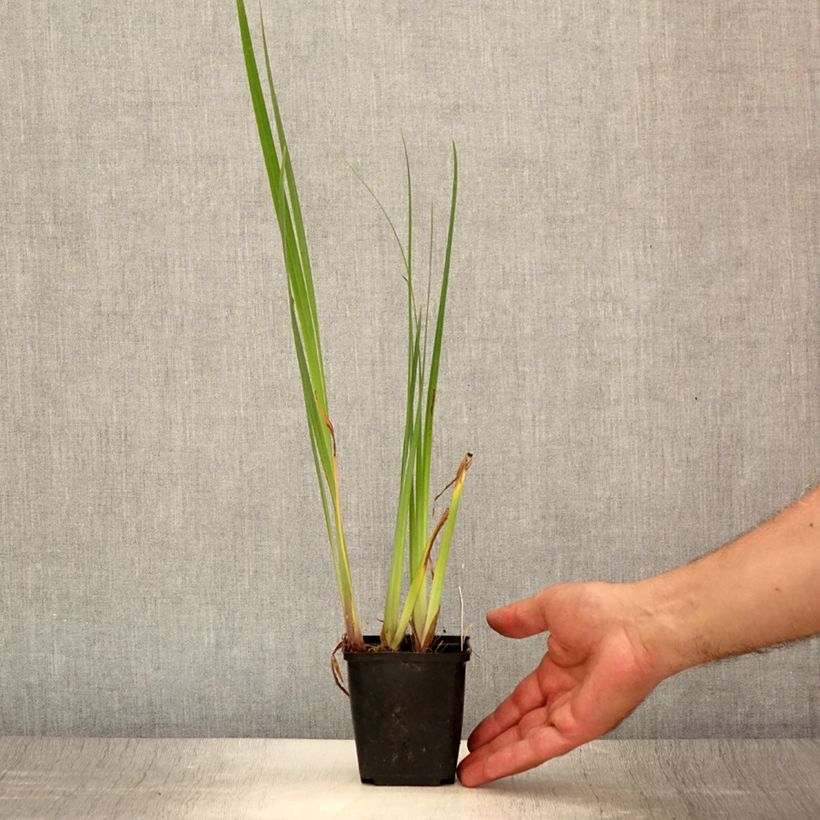 Iris pseudacorus Creme de la Creme - Yellow Flag 8/9 cm pot sample as delivered in summer