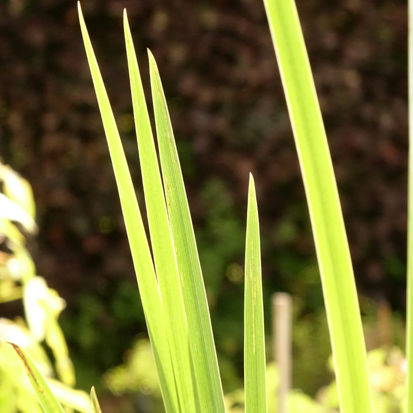 Iris pseudacorus Creme de la Creme - Yellow Flag (Foliage)