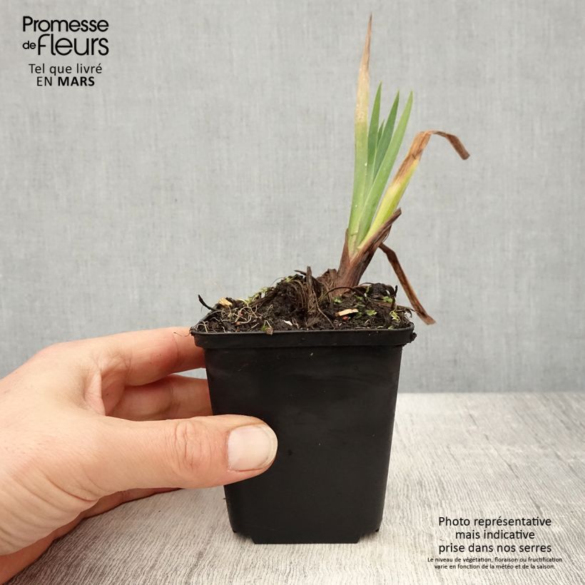 Iris pseudacorus Plena - Yellow Flag 8/9 cm pot sample as delivered in spring