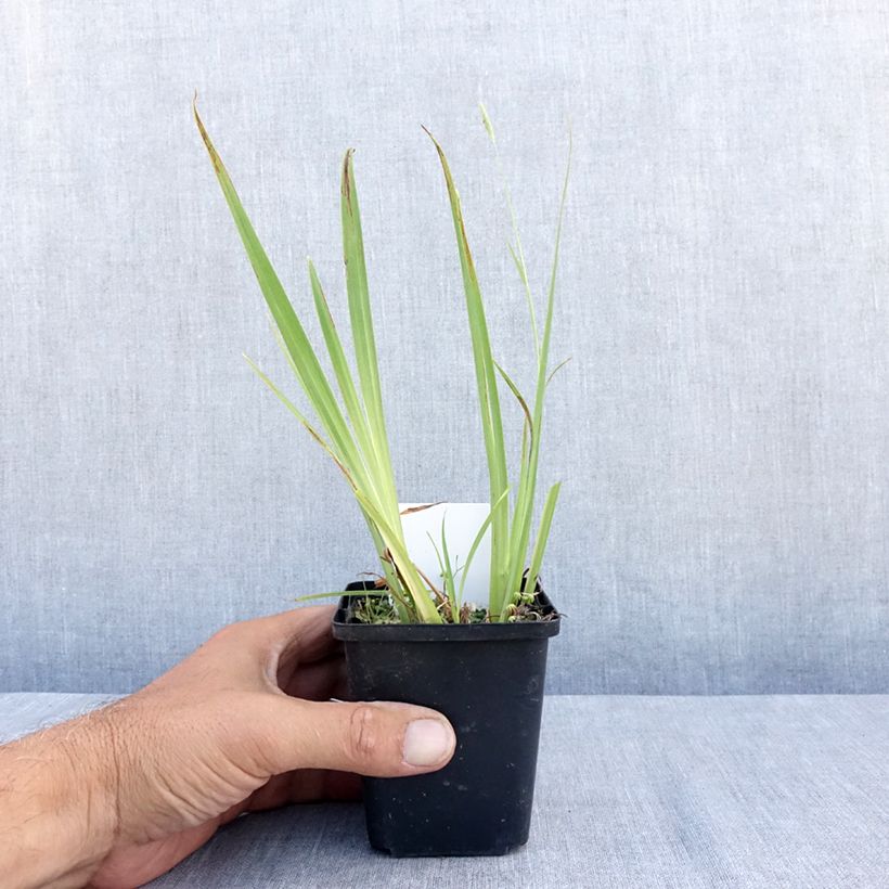 Iris pseudacorus Plena - Yellow Flag 8/9 cm pot sample as delivered in summer