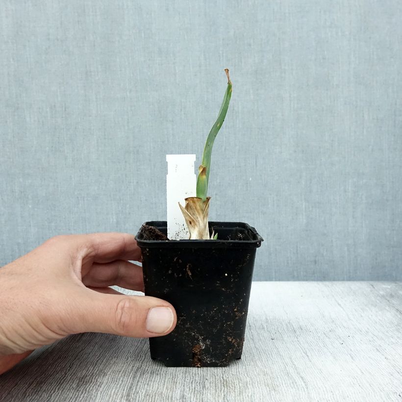 Iris Brannigan - Dwarf bearded Iris 8/9 cm pot sample as delivered in autumn