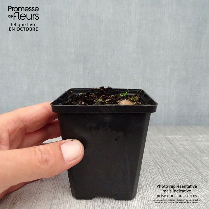 Iris pumila Bright White - Dwarf bearded Iris 8/9 cm pot sample as delivered in autumn