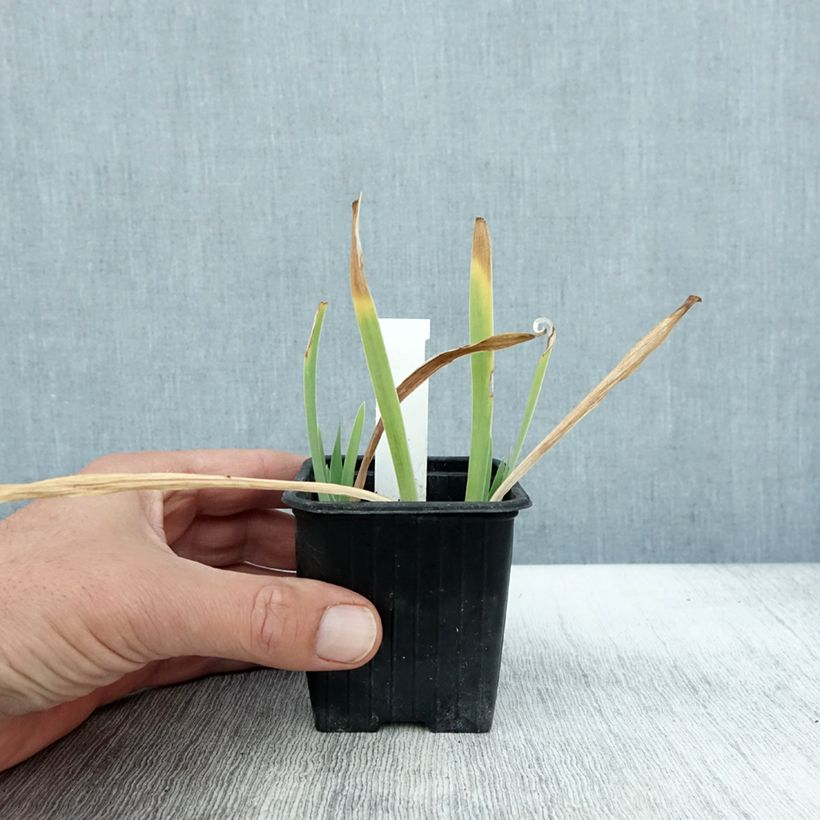 Iris pumila Crispy - Dwarf bearded Iris 8/9 cm pot sample as delivered in autumn