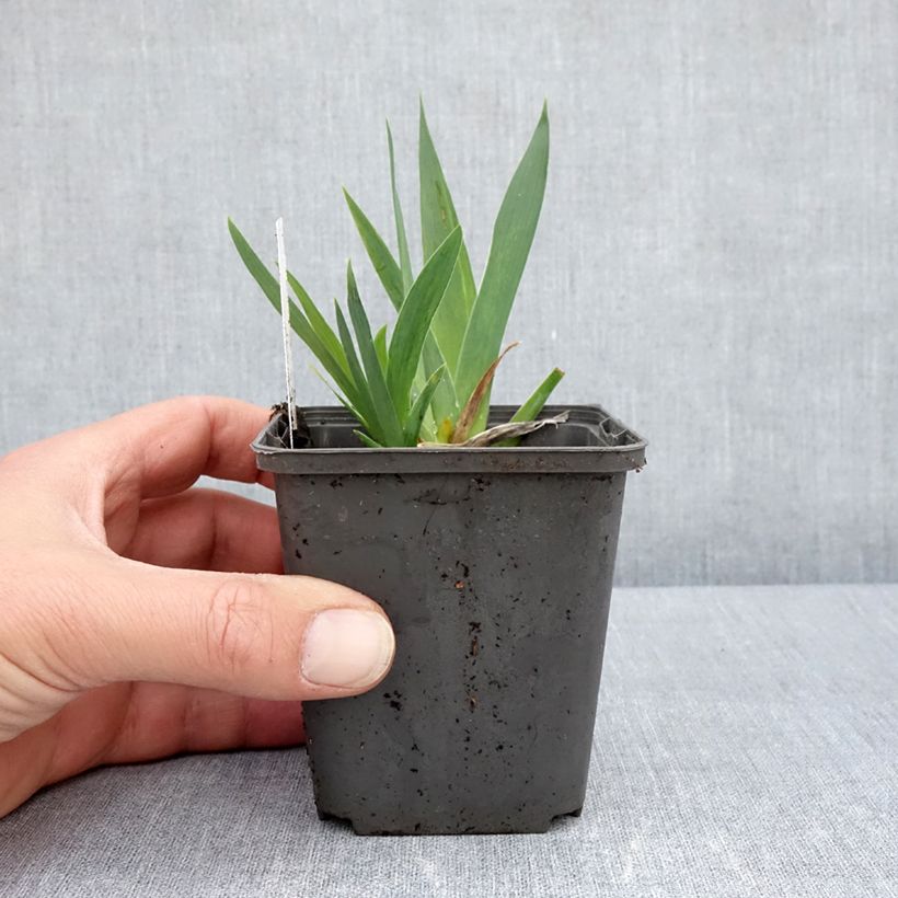 Iris Curio - Dwarf iris 8/9 cm pot sample as delivered in spring