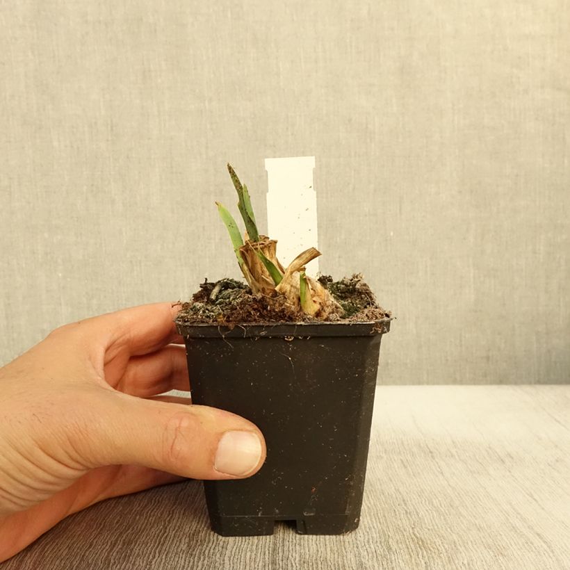 Iris pumila Jewel Baby - Dwarf bearded Iris 8/9 cm pot sample as delivered in autumn