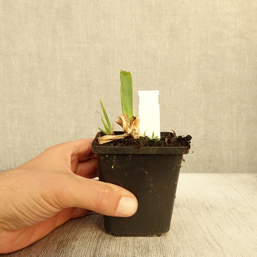 Iris pumila Volts - Dwarf bearded Iris 8/9 cm pot sample as delivered in autumn