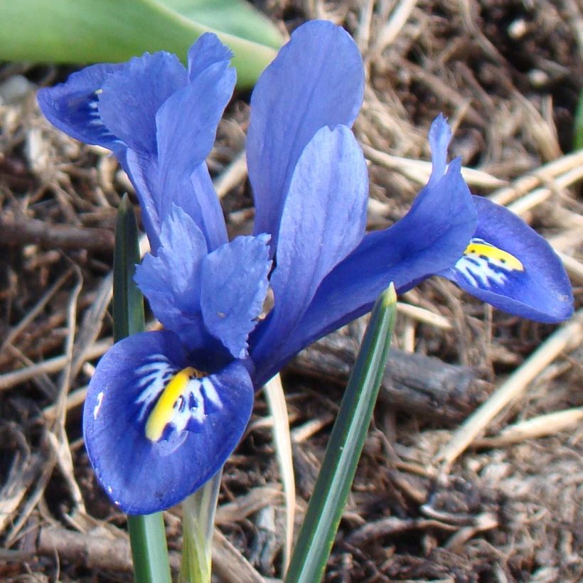 Iris reticulata Harmony (Flowering)