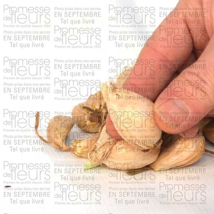 Example of Iris reticulata Katharina Hodgkin Bulb size 6+ specimen as delivered