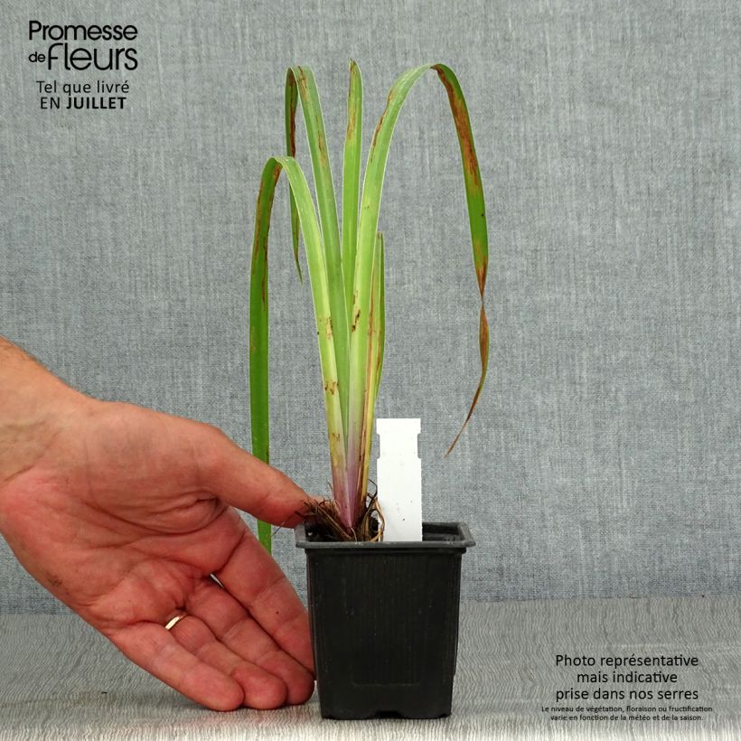 Iris robusta Dark Aura 8/9 cm pot sample as delivered in summer