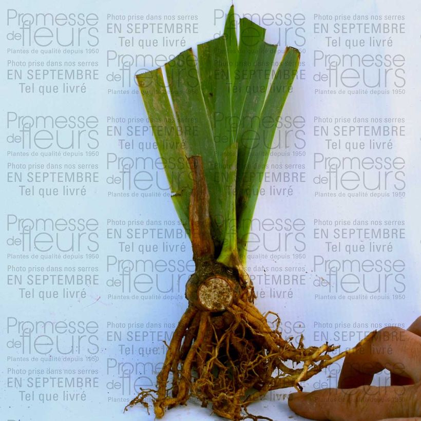 Example of Iris Royal Intrigue - Tall Bearded Iris 8/9 cm pot specimen as delivered