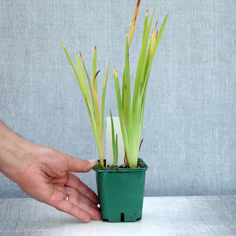 Iris sibirica Ruffled Velvet - Siberian Iris 8/9 cm pot sample as delivered in summer