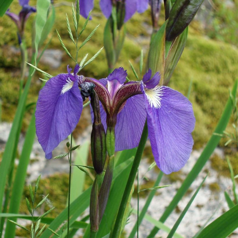 Iris setosa (Flowering)