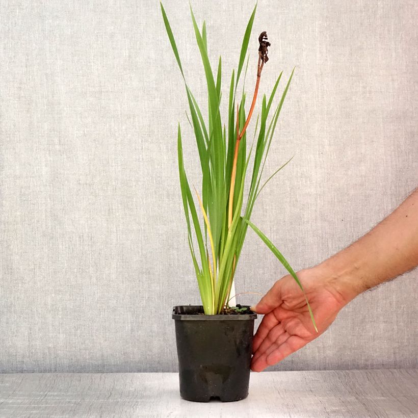 Iris sibirica Bundle of Joy - Siberian Iris 1.5L/2L pot sample as delivered in summer