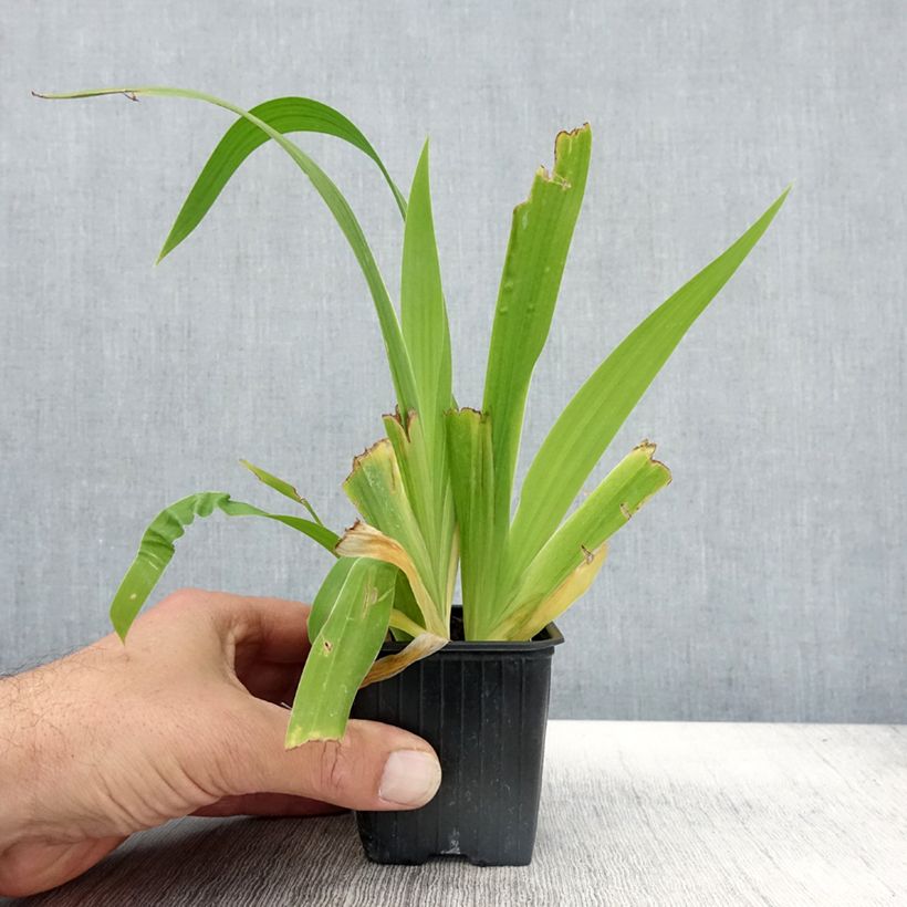 Iris tectorum 8/9 cm pot sample as delivered in autumn
