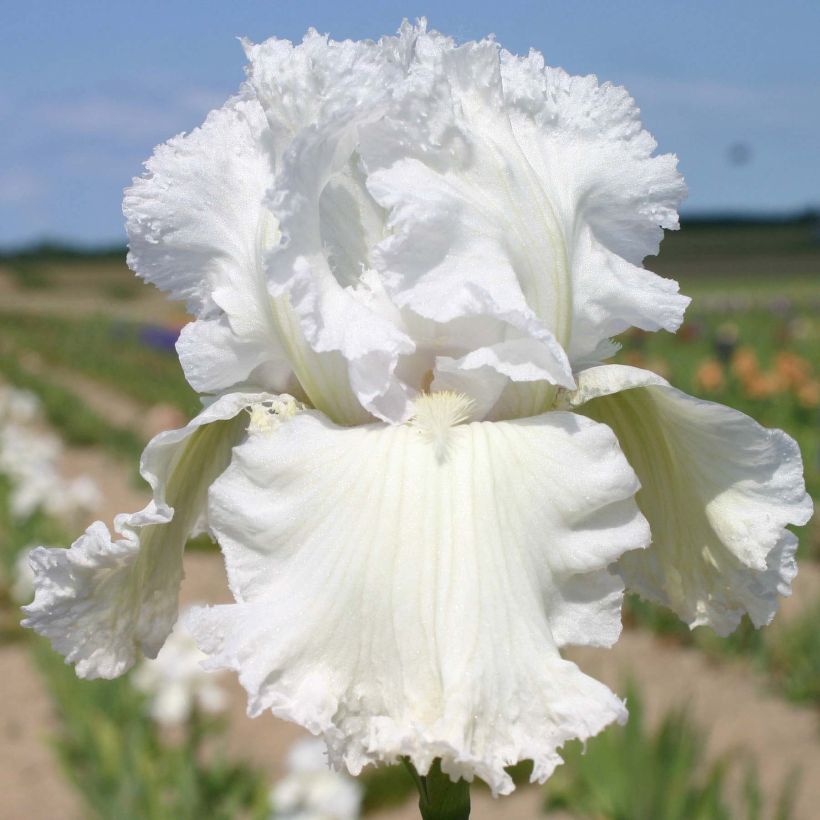 Iris Laced Cotton (Flowering)