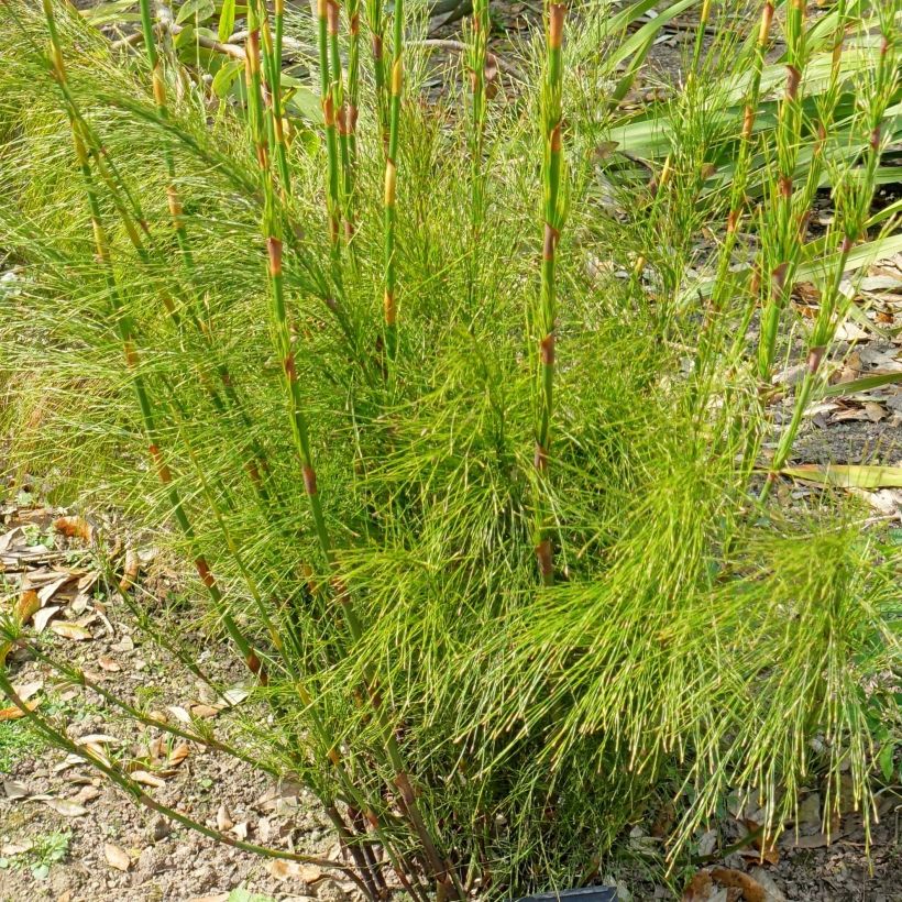 Ischyrolepis subverticillata (Foliage)