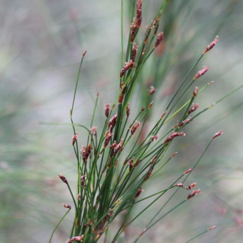 Ischyrolepis subverticillata (Flowering)