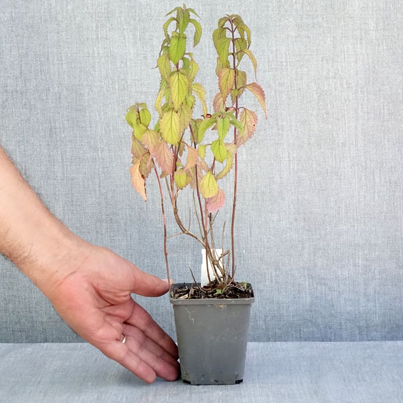 Isodon effusus 8/9 cm pot sample as delivered in summer