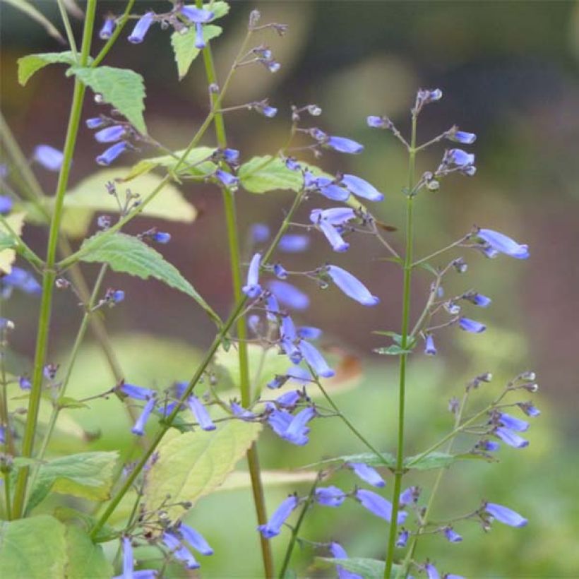 Isodon longituba (Flowering)