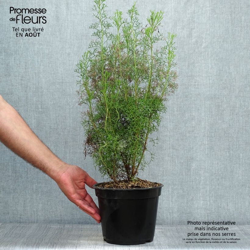 Isopogon formosus 3L/4L pot sample as delivered in summer