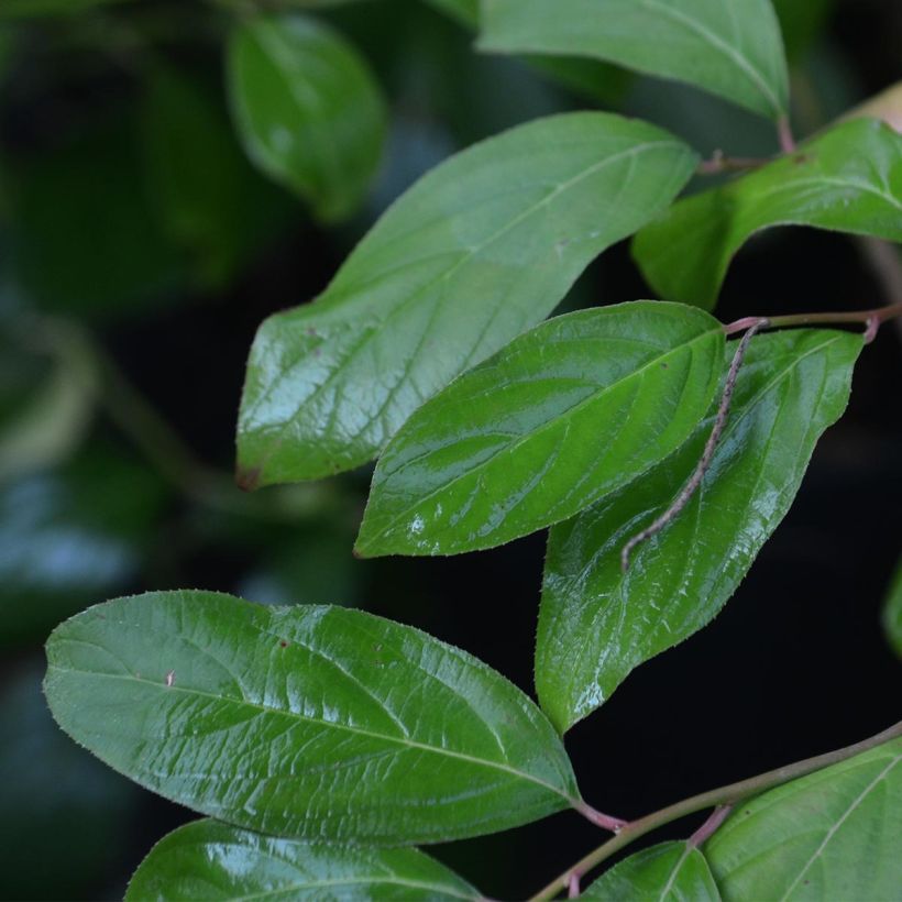 Itea virginica (Foliage)