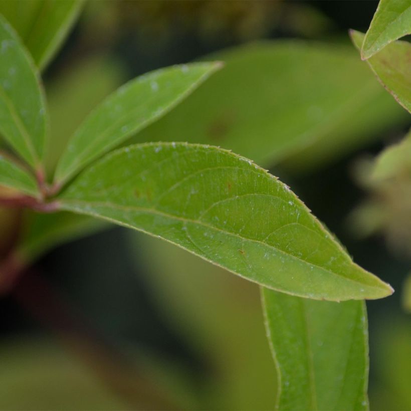 Itea virginica Henrys Garnet (Foliage)