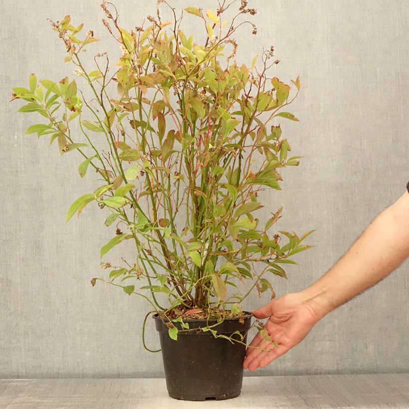 Itea virginica Love Child 2L/3L pot sample as delivered in summer