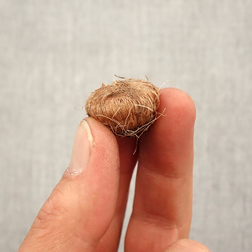 Ixia Giant - Corn lily Bulb size 5+ sample as delivered in spring