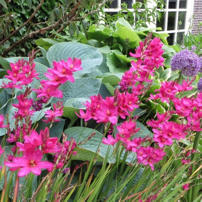 Ixia Mabel - Corn lily (Flowering)