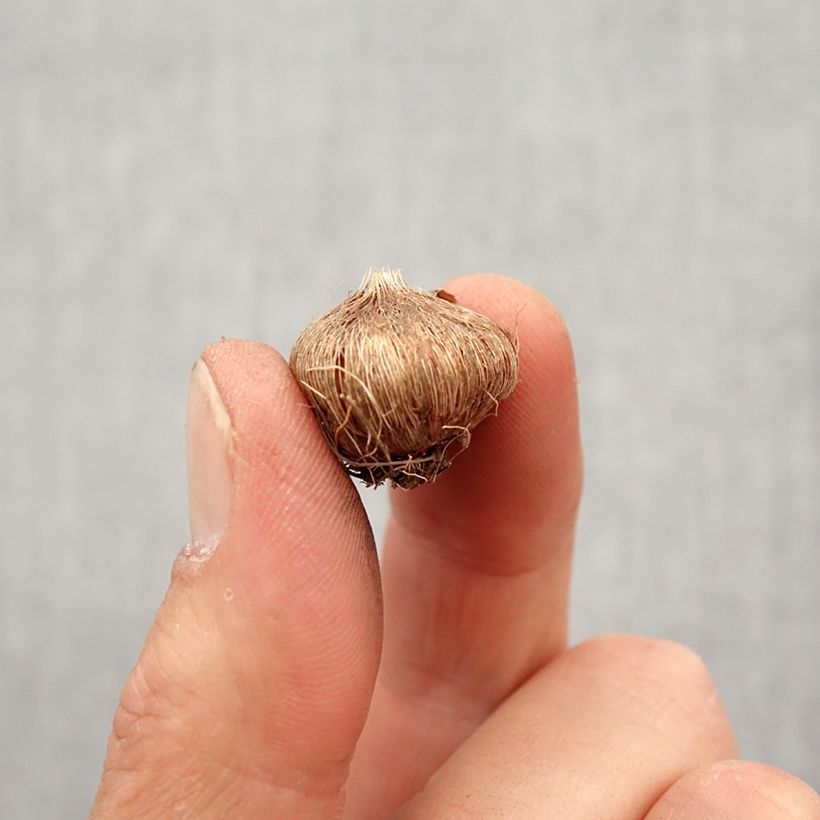 Ixia Spotlight - Corn lily Bulb size 5+ sample as delivered in spring