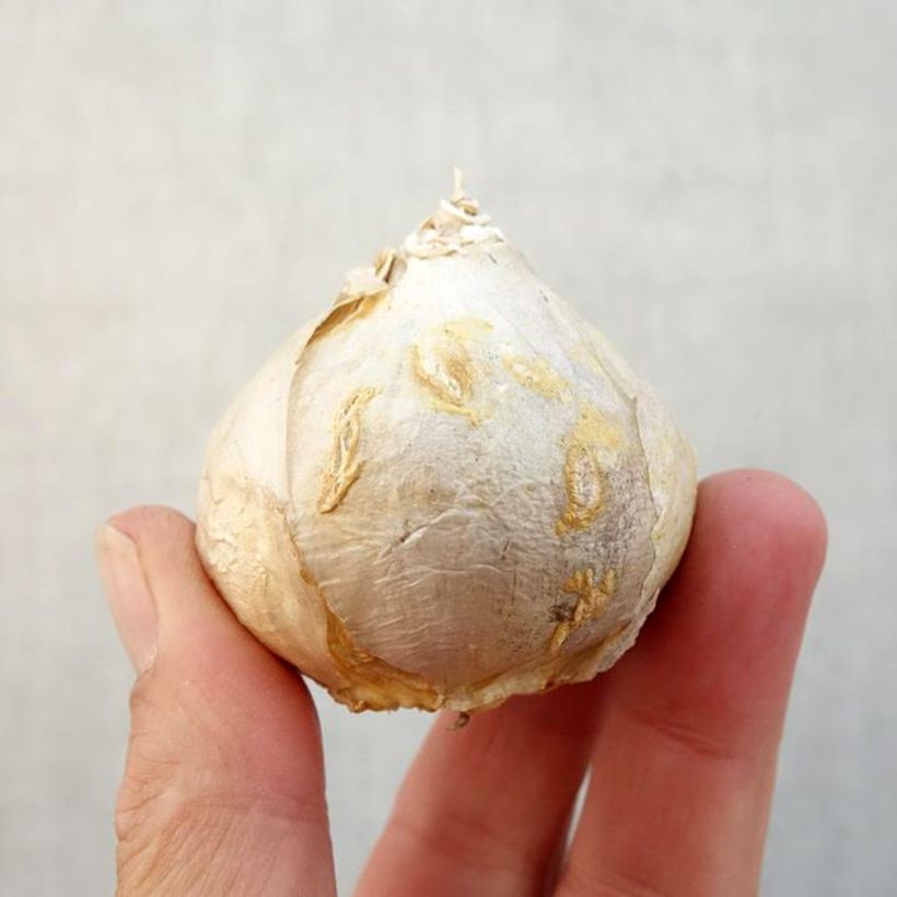 Hyacinthus x orientalis Aiolos Bulb size 17/18 sample as delivered in autumn
