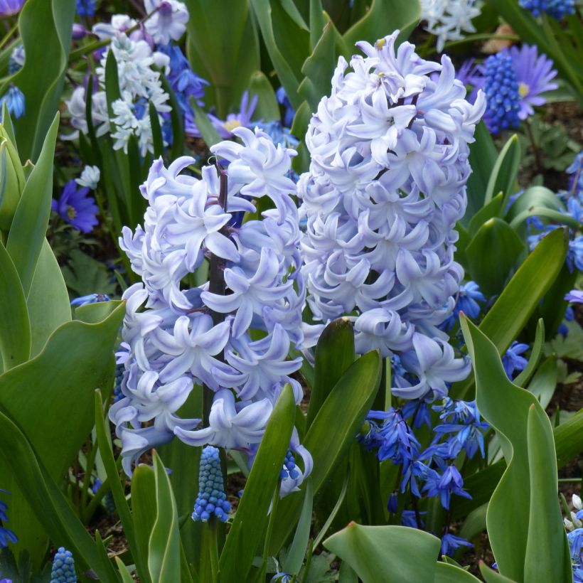 Hyacinthus Blue Eyes - Garden Hyacinth (Plant habit)