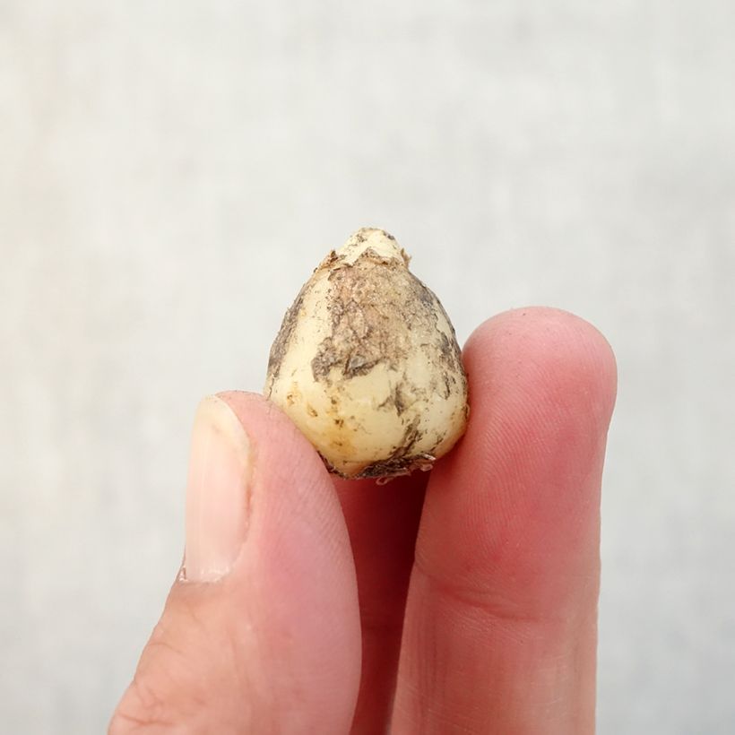 Hyacinthoides hispanica Alba Bulb size 8+ sample as delivered in autumn