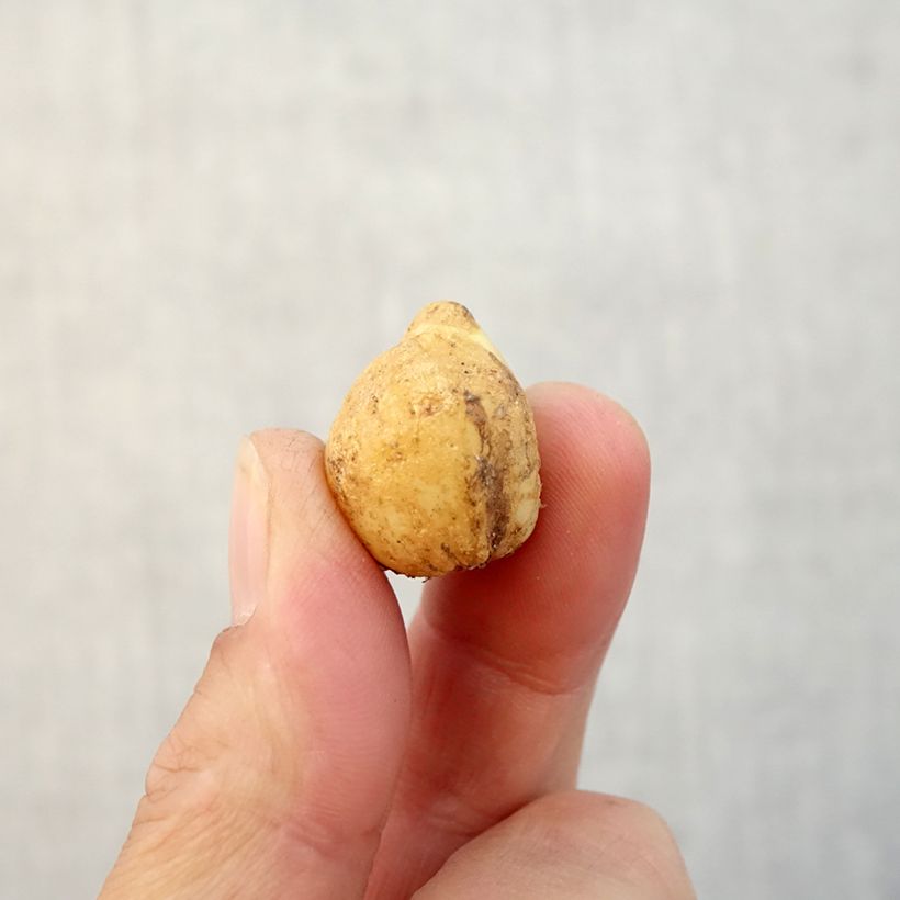 Hyacinthoides non-scripta  Bulb size 7+ sample as delivered in autumn