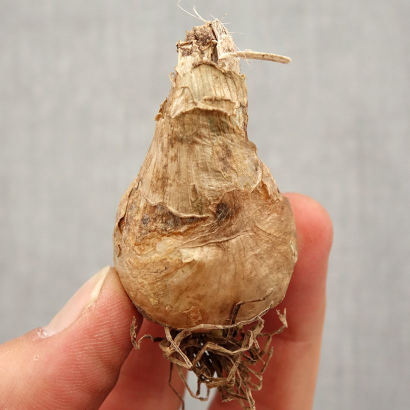 Galtonia candicans - Summer Hyacinth Bulb size 16/18 sample as delivered in spring
