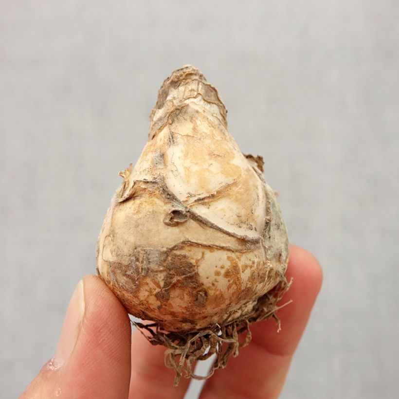 Galtonia candicans Moonbeam - Summer Hyacinth Bulb size 16/18 sample as delivered in spring