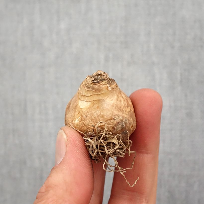 Galtonia viridiflora - Green-flowered galtonia Bulb size 14 sample as delivered in spring