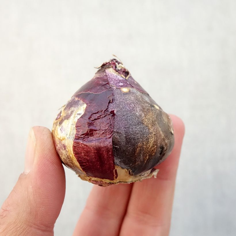 Hyacinthus x orientalis Fondant Bulb size 16/17 sample as delivered in autumn