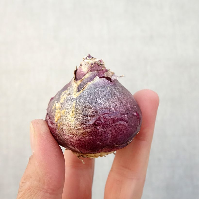 Hyacinthus x orientalis Gipsy Princess Bulb size 18/19 sample as delivered in autumn
