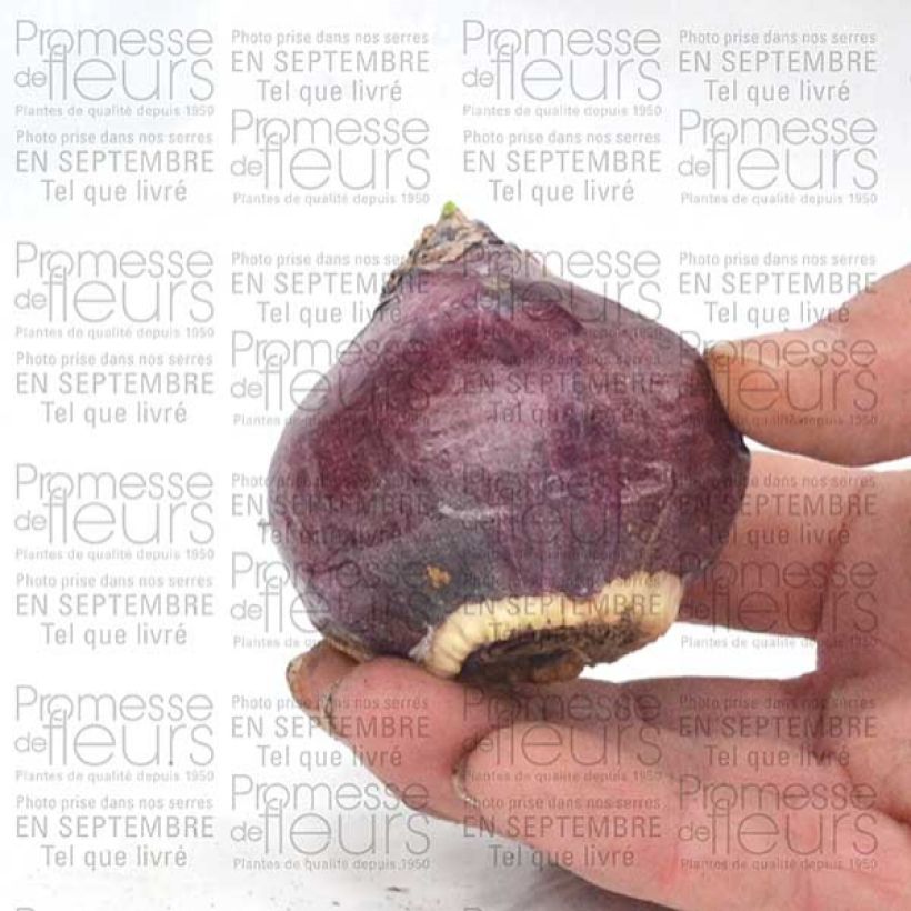 Example of Hyacinthus x orientalis Purple Sensation specimen as delivered