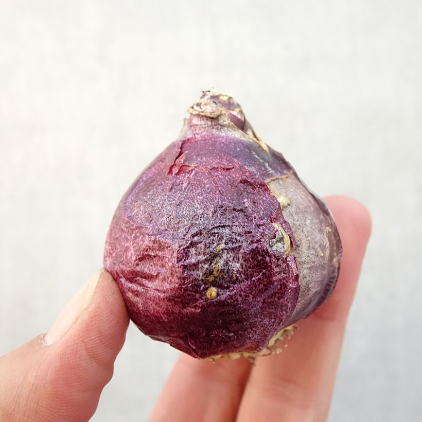 Hyacinthus x orientalis Splendid Cornélia Bulb size 18+ sample as delivered in autumn