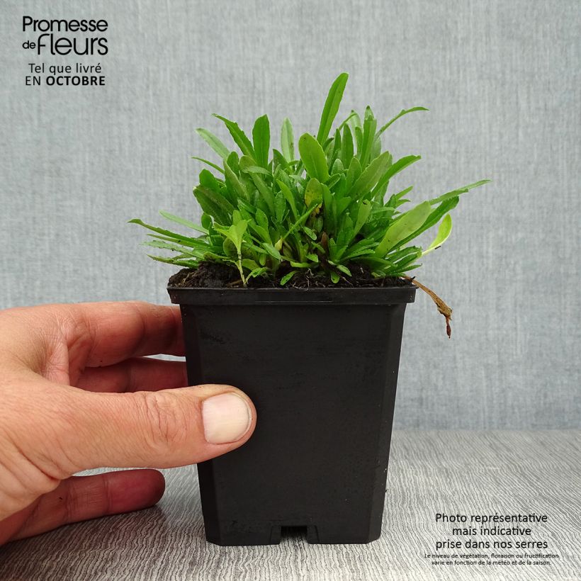 Jasione laevis Blaulicht 8/9 cm pot sample as delivered in autumn