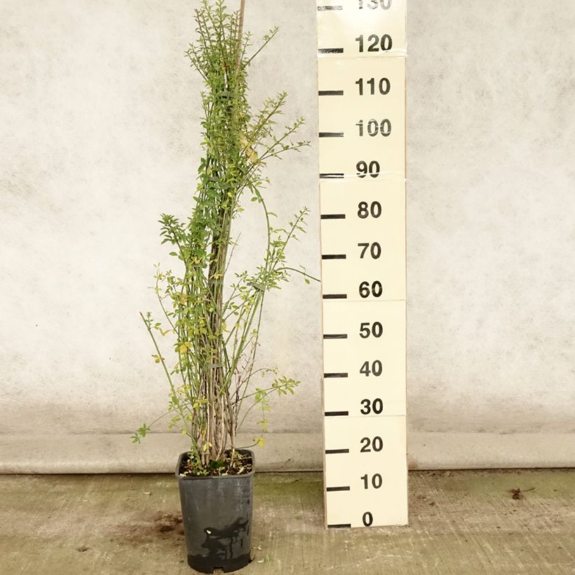 Jasminum nudiflorum - Winter jasmine 6L/7L pot sample as delivered in summer